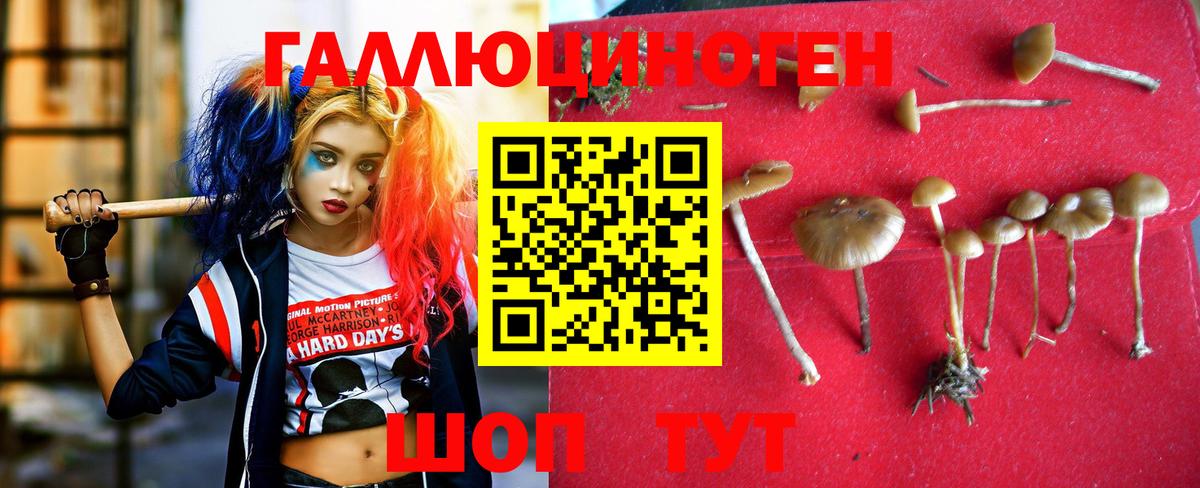 Морозовск  Псилоцибиновые грибы Psilocybine cubensis  Вход с VPN 